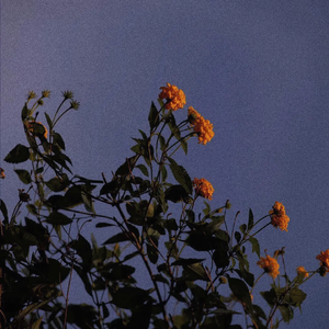 美女们没有衣服和裤子网站
